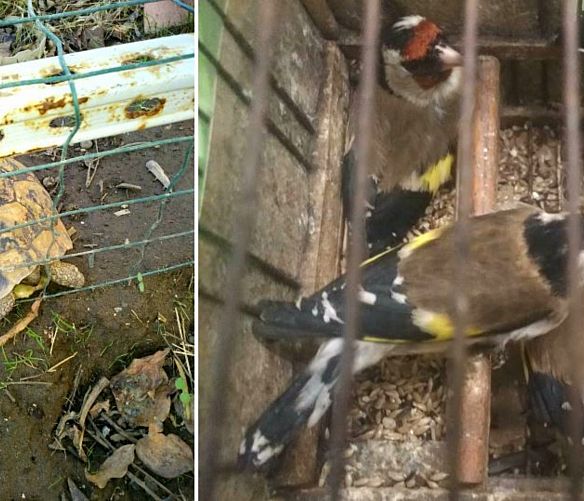 10122018 sequestro animali