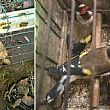 Cronaca foto - 10122018 sequestro animali
