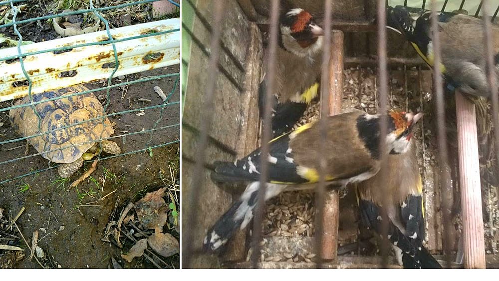 10122018 sequestro animali