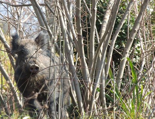 11012014 cinghiale