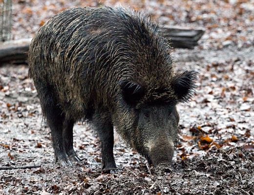 11012016 cinghiale natura
