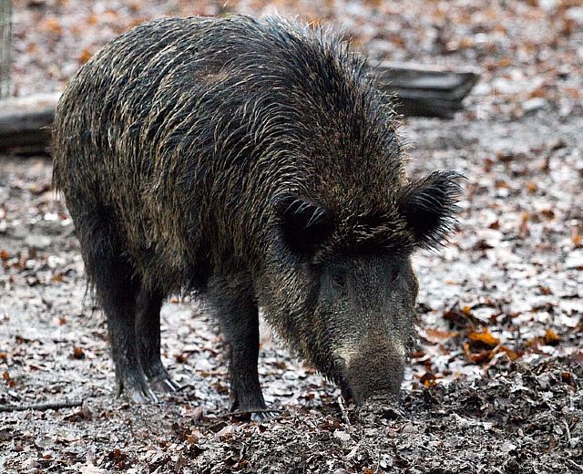 11012016 cinghiale natura