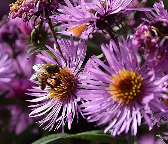 11012021 biodiversita