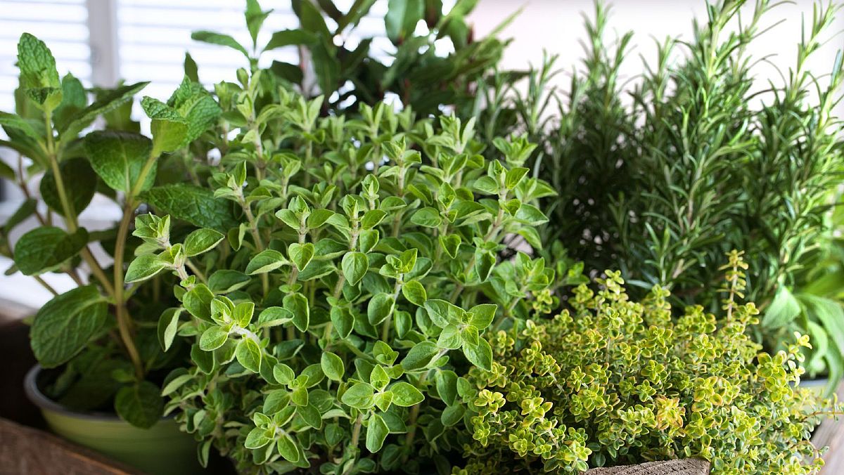 11022025 erbe aromatiche 11022025 erbe aromatiche