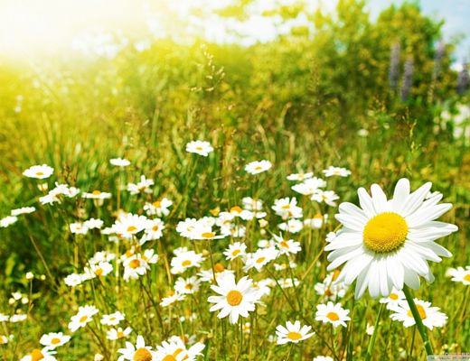 11032014 primavera