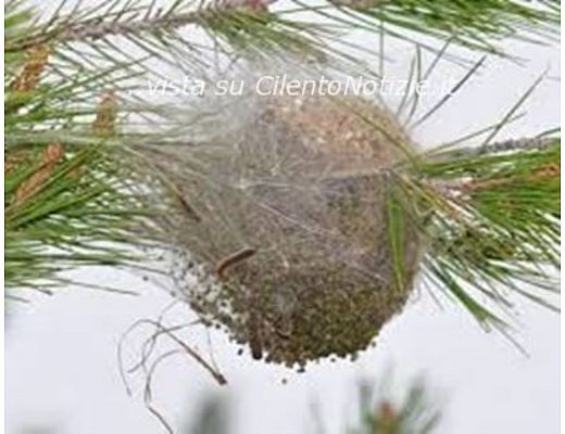 Paolo-Abbate foto - 11032015 processionaria alberi