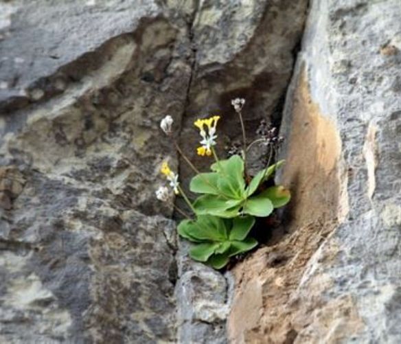 Paolo-Abbate foto - 11032017 primula palinuro
