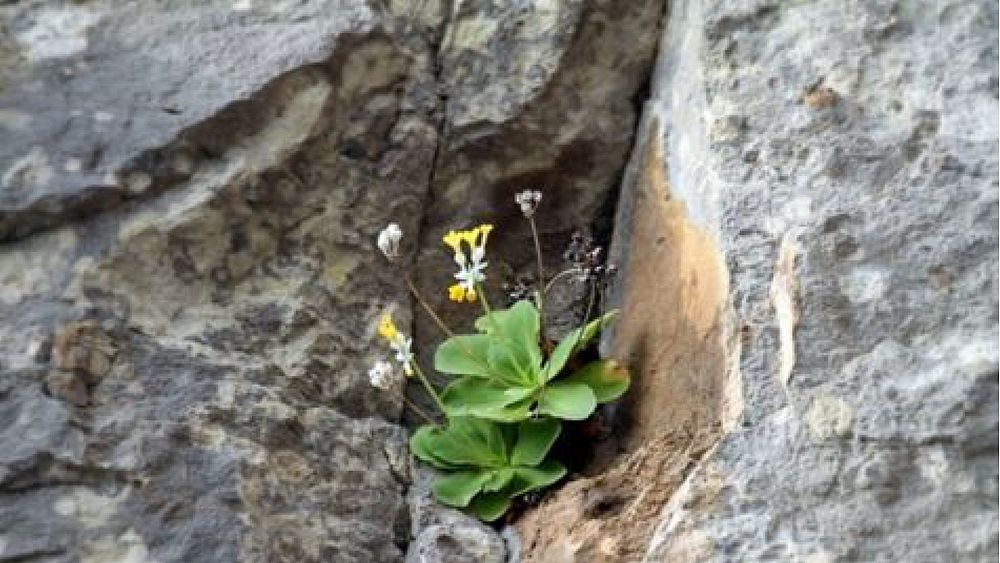 11032017 primula palinuro 11032017 primula palinuro