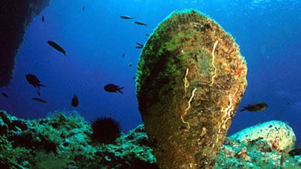 11032019 pinna nobilis