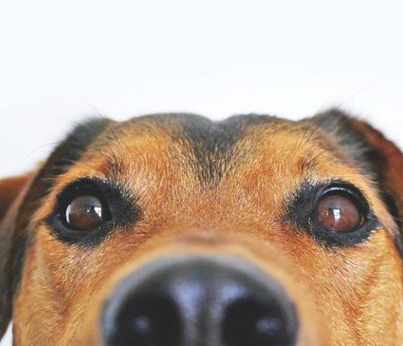 11032023 cane occhi