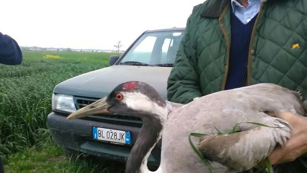 11042016 gru esemplare enpa