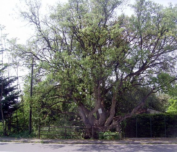 Paolo-Abbate foto - 11042017 quercia sughero  vibonati 001