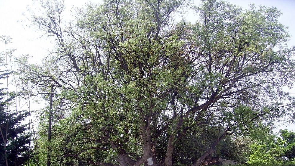 11042017 quercia sughero  vibonati 001 11042017 quercia sughero  vibonati 001