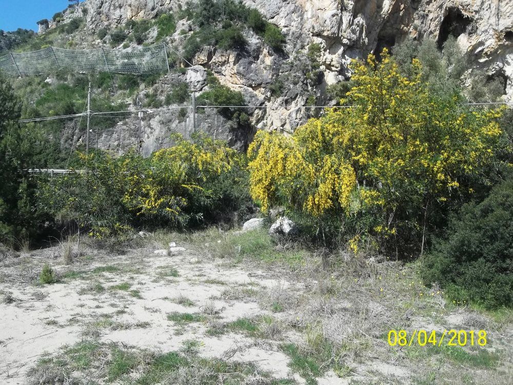 mimosa gigane nel Parco del Cilento
