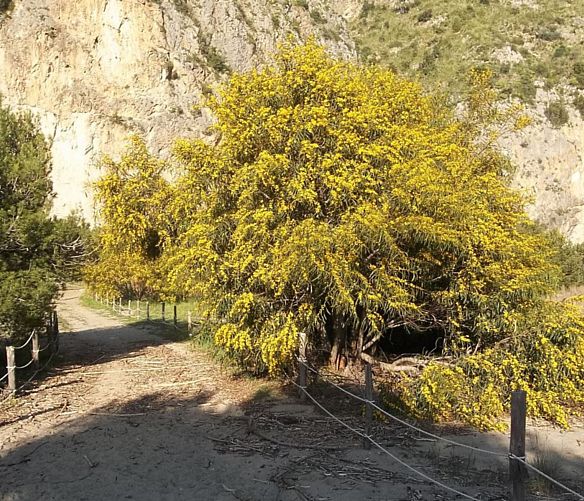 11042018 mimosa gigante nel parco