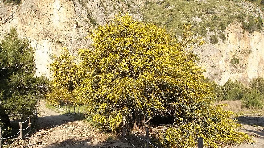 11042018 mimosa gigante nel parco