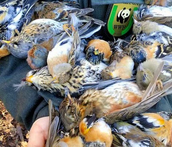 Paolo-Abbate foto - 11052016 bracconaggio wwf