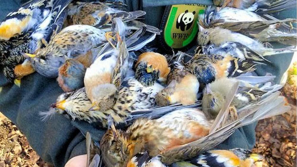 11052016 bracconaggio wwf 11052016 bracconaggio wwf