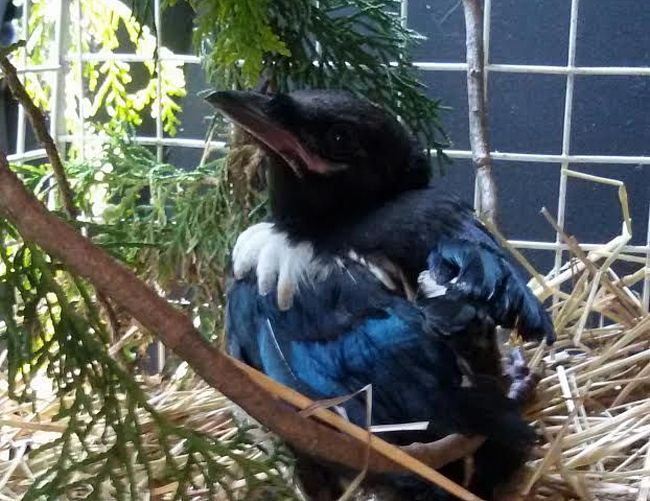 11052016 recuperi animali enpa