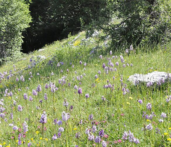11052022 valle delle orchidee a sassano