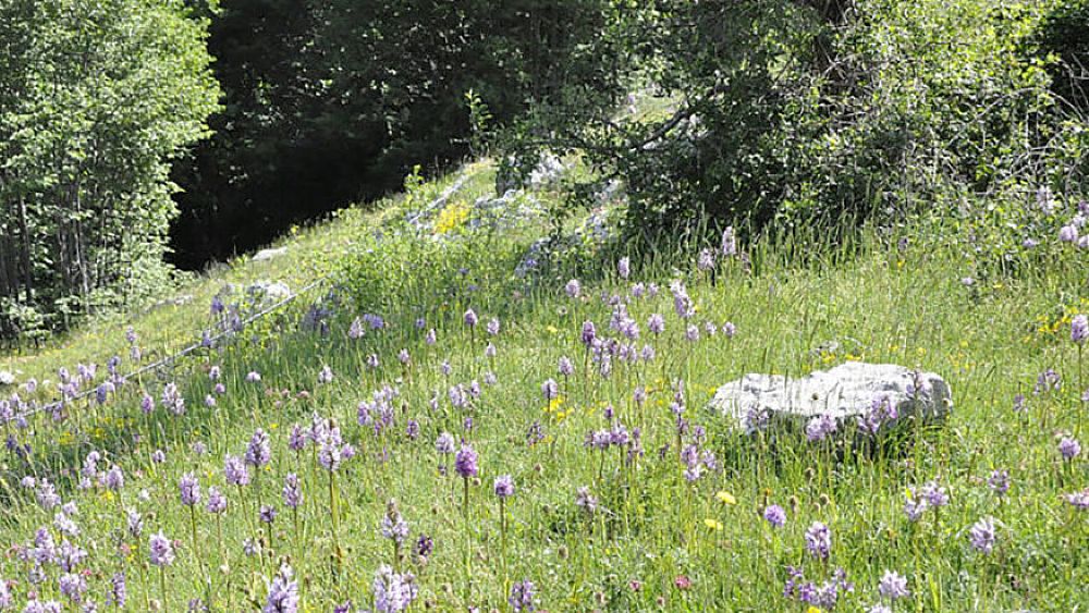 11052022 valle delle orchidee a sassano 11052022 valle delle orchidee a sassano