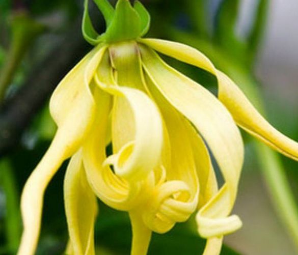 Floriana-Iuliano foto - 11062019 Cananga Odorata