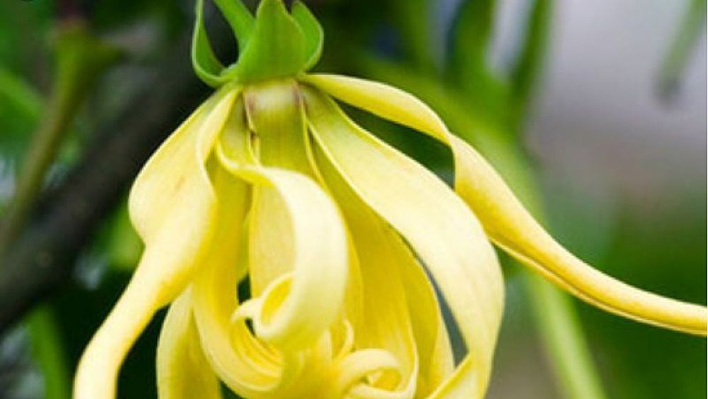 11062019 Cananga Odorata 11062019 Cananga Odorata