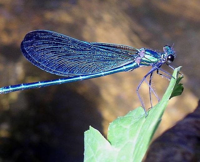 11072014 libellula 11072014 libellula