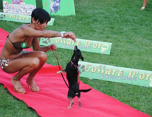11072015 collare d oro cani concorso