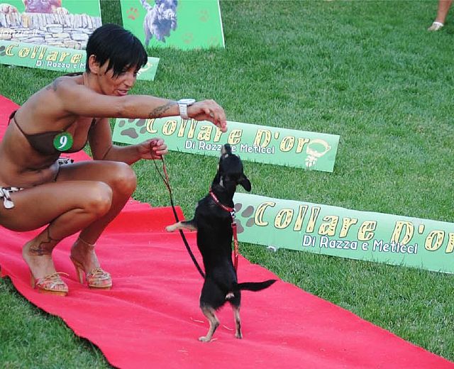 11072015 collare d oro cani concorso