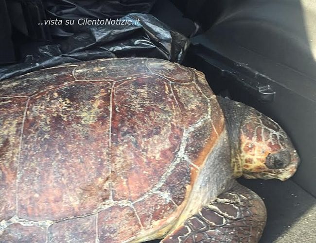 11072016 recuperto tartaruga caretta caretta