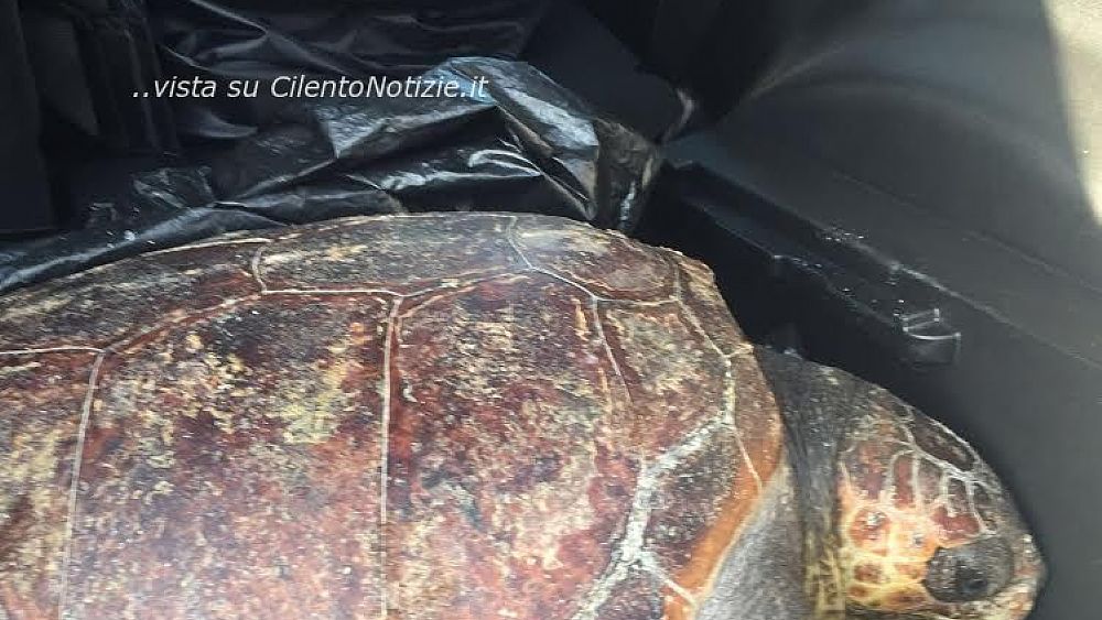11072016 recuperto tartaruga caretta caretta