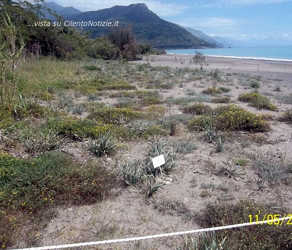 Paolo-Abbate foto - 11072020 spiaggia con duna villammare