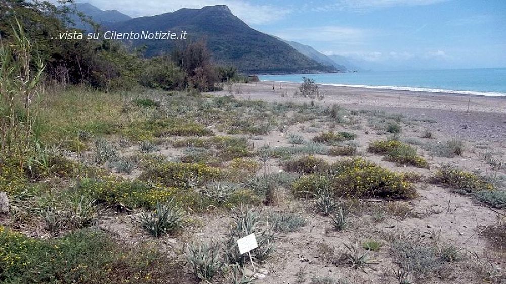 11072020 spiaggia con duna villammare 11072020 spiaggia con duna villammare