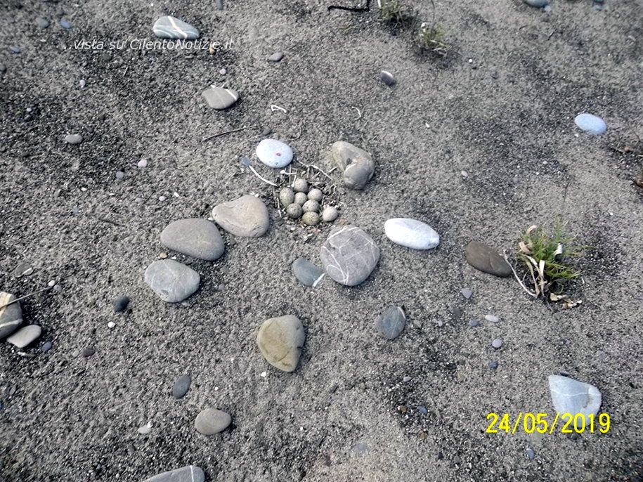 uova di Corriere piccolo in spiaggia
