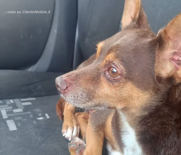 11072023 il cagnolino maltrattato a salerno
