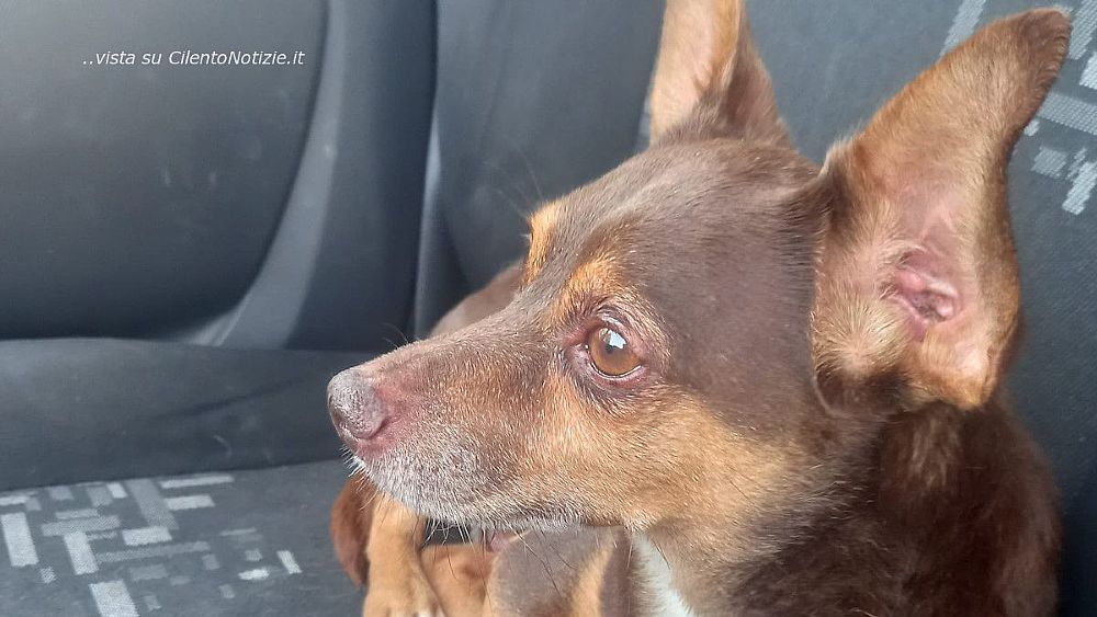 11072023 il cagnolino maltrattato a salerno 11072023 il cagnolino maltrattato a salerno