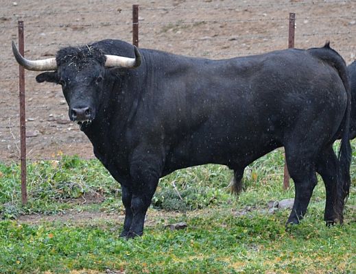 11082015 toro