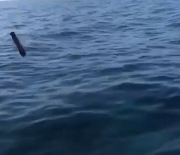 11082019 plastica in mare
