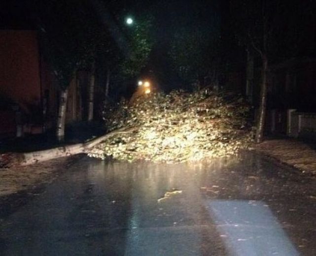 11112013 maltempo albero caduto