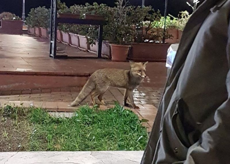 volpe luminarie cilento