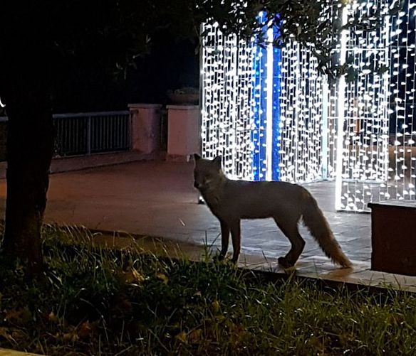 11122017 volpe nel cilento natale luminarie