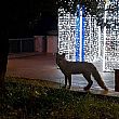 Marina di Camerota Notizie foto - 11122017 volpe nel cilento natale luminarie