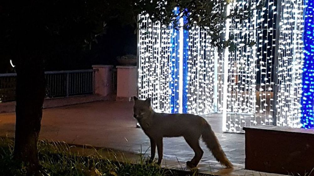 11122017 volpe nel cilento natale luminarie