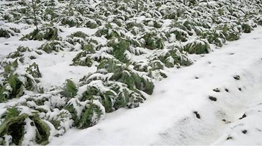 12012017 gelo agricoltura