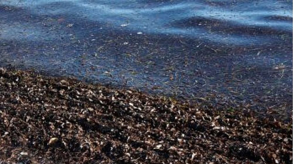 12012018 alghe cumuli spiaggia