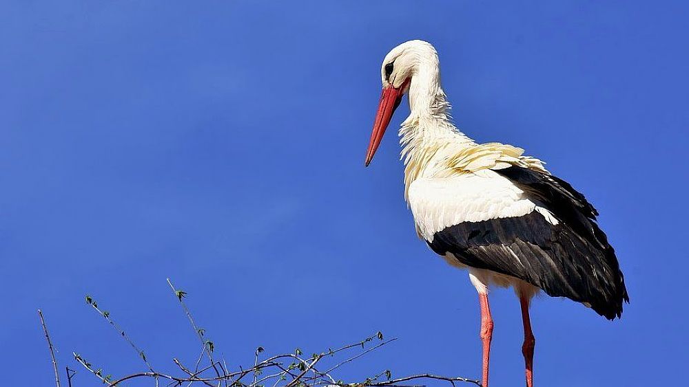 12022020 cicogna 12022020 cicogna