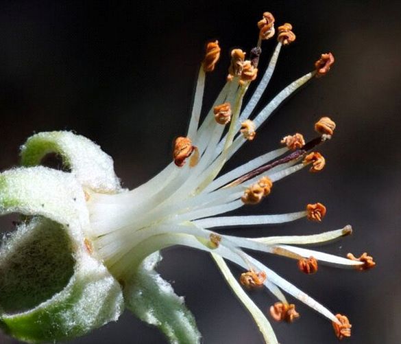 Marisa-Russo foto - 12022024 stami e pistilli