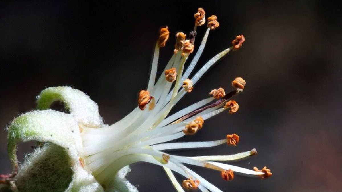 12022024 stami e pistilli