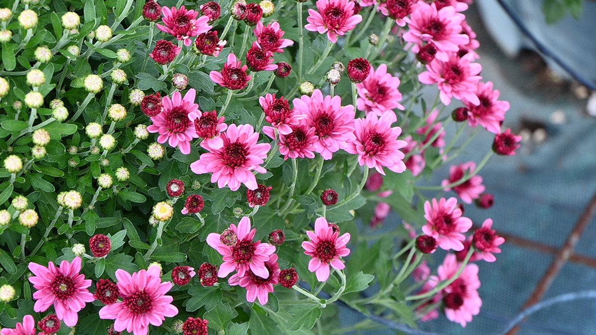 fiori